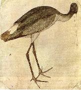 PISANELLO, Stork