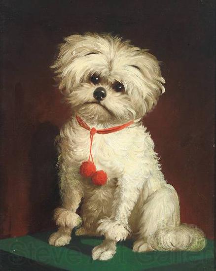 Anonymous Portrait of a Maltese dog