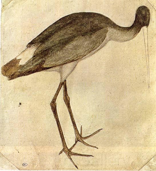 PISANELLO Stork